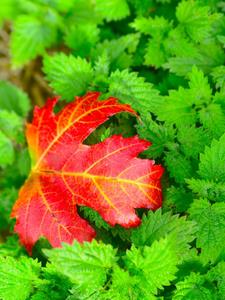 �ʹ�����